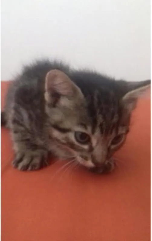 Gato ra a  idade Abaixo de 2 meses nome Tigrão