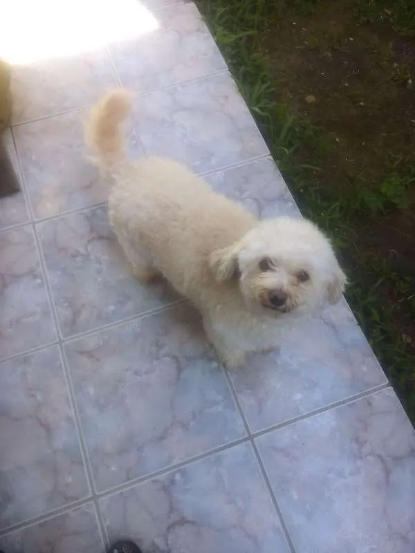 Cachorro ra a Poodle idade 2 anos nome sem nome