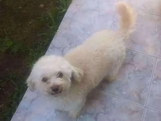 Cachorro ra a Poodle idade 2 anos nome sem nome