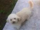 Cachorro raça Poodle idade 2 anos nome sem nome