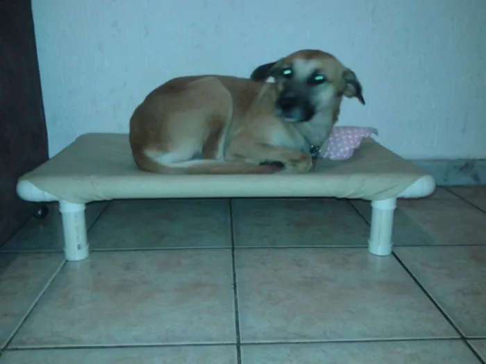 Cachorro raça VIRALATA idade 1 ano nome YODA