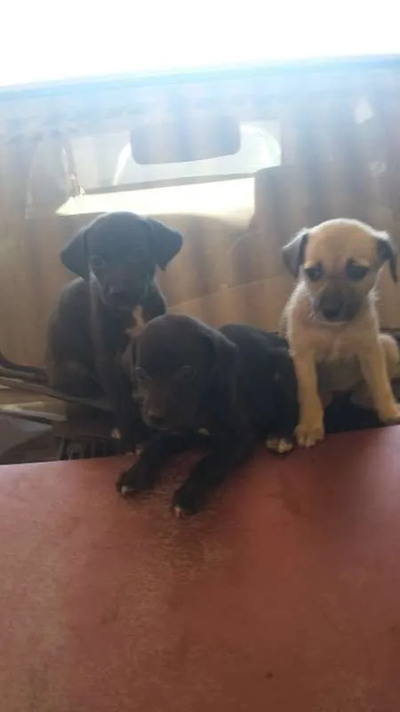 Cachorro ra a indefinida idade 2 a 6 meses nome filhote
