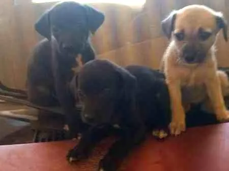 Cachorro ra a indefinida idade 2 a 6 meses nome filhote