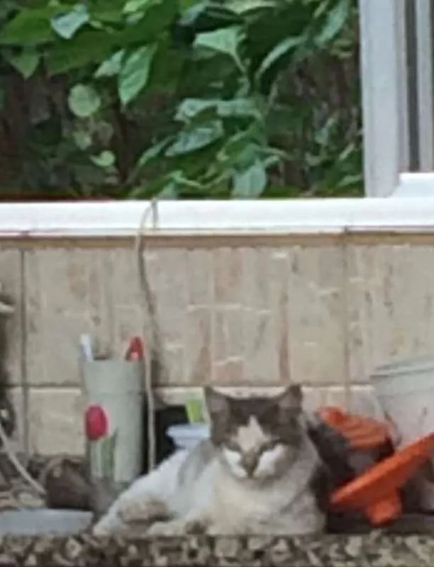 Gato ra a NENHUMA idade 7 a 11 meses nome BRANQUINHA