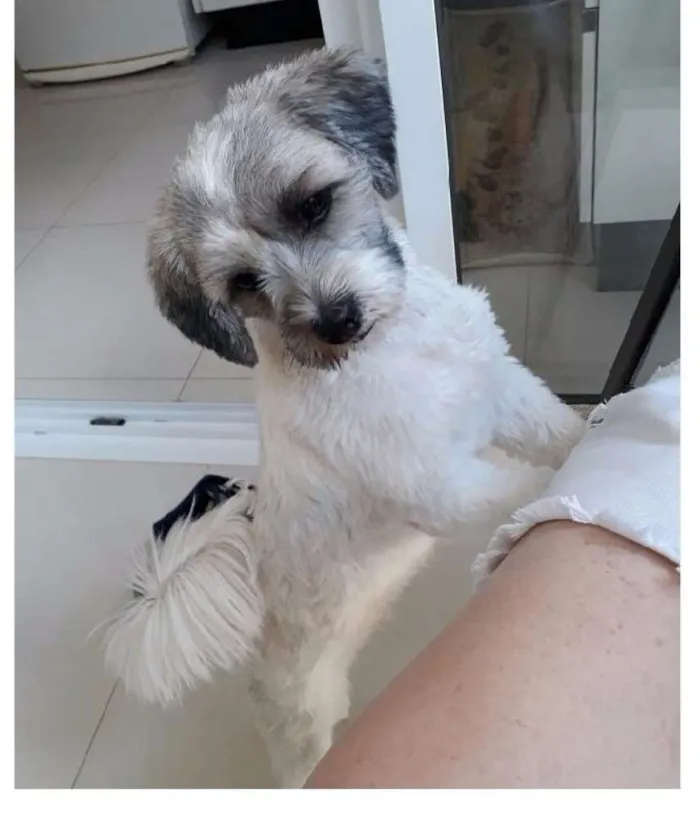 Cachorro ra a Lhasa Apso idade 6 ou mais anos nome Nina