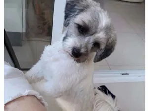 Cachorro raça Lhasa Apso idade 6 ou mais anos nome Nina