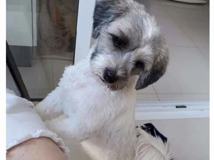 Cachorro ra a Lhasa Apso idade 6 ou mais anos nome Nina