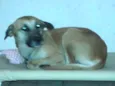 YODA