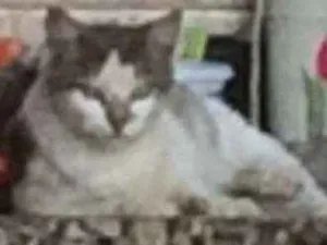 Gato raça NENHUMA idade 7 a 11 meses nome BRANQUINHA