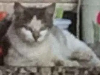 Gato ra a NENHUMA idade 7 a 11 meses nome BRANQUINHA
