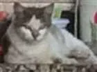 Gato raça NENHUMA idade 7 a 11 meses nome BRANQUINHA