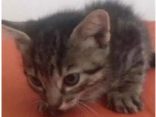 Gato ra a  idade Abaixo de 2 meses nome Tigrão