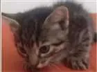 Gato raça  idade Abaixo de 2 meses nome Tigrão