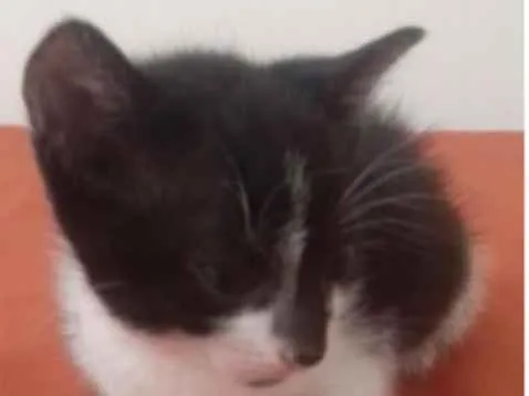 Gato ra a  idade Abaixo de 2 meses nome Frajola