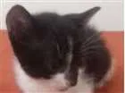 Gato raça  idade Abaixo de 2 meses nome Frajola