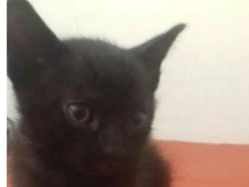 Gato ra a  idade Abaixo de 2 meses nome Preta