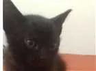 Gato raça  idade Abaixo de 2 meses nome Preta