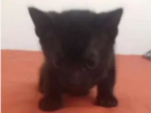 Gato raça  idade Abaixo de 2 meses nome preto