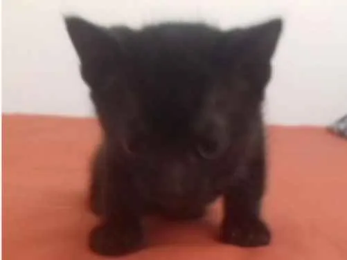 Gato ra a  idade Abaixo de 2 meses nome preto