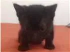 Gato raça  idade Abaixo de 2 meses nome preto