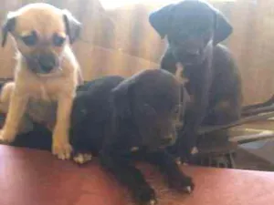 Cachorro raça indefinida idade 2 a 6 meses nome filhote
