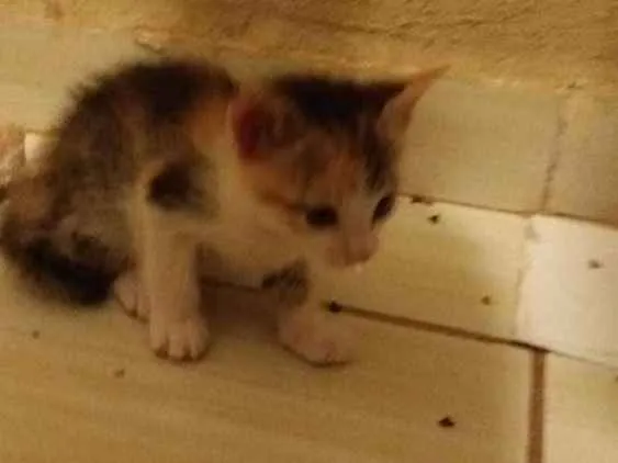 Gato ra a siamesa idade 2 a 6 meses nome amarelinha