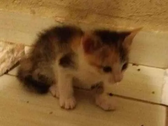 Gato ra a siamesa idade 2 a 6 meses nome amarelinha