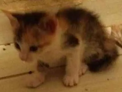 Gato ra a siamesa idade 2 a 6 meses nome amarelinha