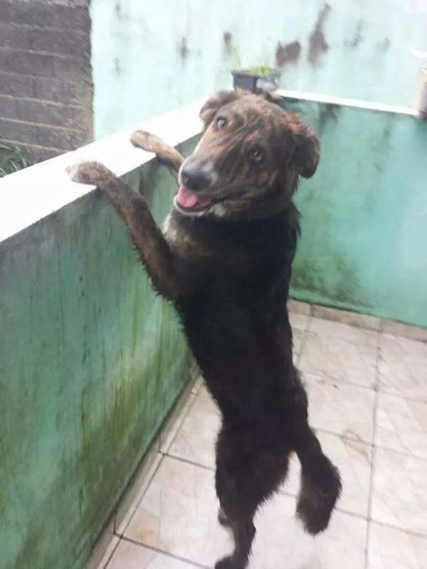 Cachorro ra a Mestiço pastor e golden idade 1 ano nome Dentinho