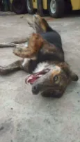 Dentinho