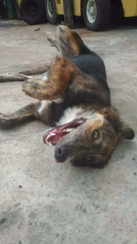 Cachorro ra a Mestiço pastor e golden idade 1 ano nome Dentinho