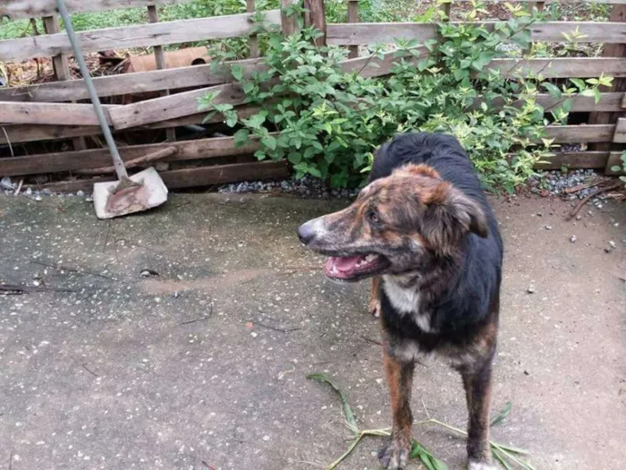 Cachorro ra a Mestiço pastor e golden idade 1 ano nome Dentinho