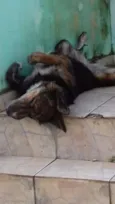 Dentinho