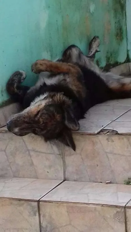 Cachorro ra a Mestiço pastor e golden idade 1 ano nome Dentinho