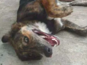Cachorro raça Mestiço pastor e golden idade 1 ano nome Dentinho