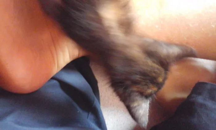 Gato ra a Sem descrição idade 2 a 6 meses nome Minguado