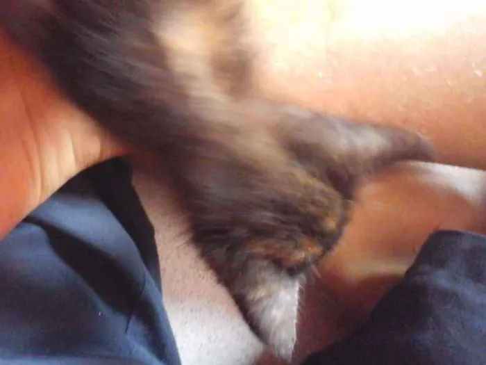 Gato ra a Sem descrição idade 2 a 6 meses nome Minguado