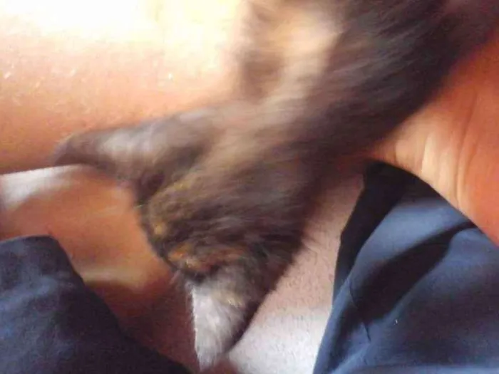 Gato ra a Sem descrição idade 2 a 6 meses nome Minguado