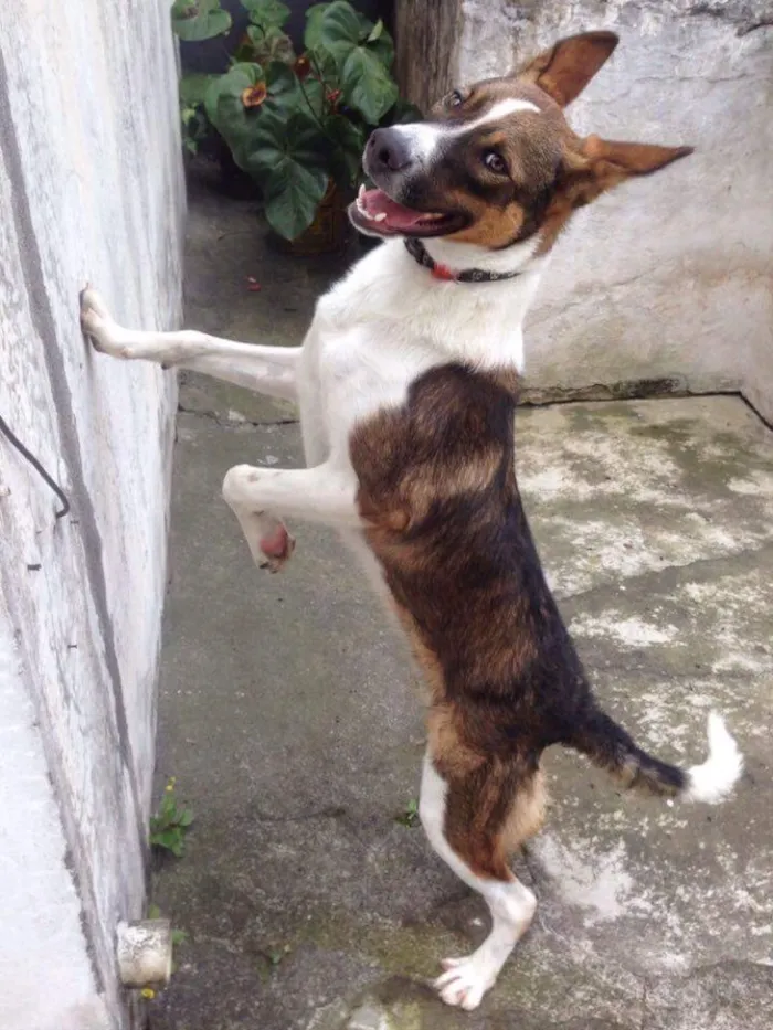 Cachorro ra a SRD idade 1 ano nome Soneca