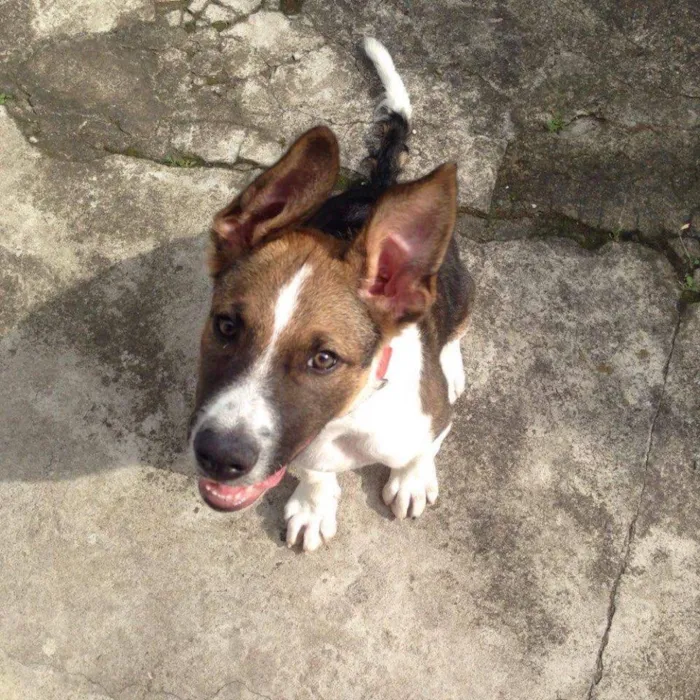Cachorro ra a SRD idade 1 ano nome Soneca