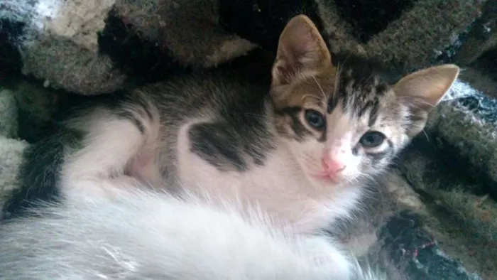 Gato ra a  idade Abaixo de 2 meses nome Vitório , mel , zoe