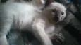 Vitório , mel , zoe