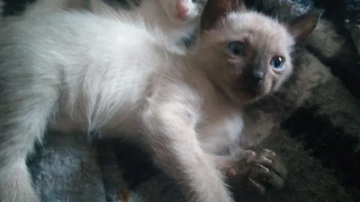 Gato ra a  idade Abaixo de 2 meses nome Vitório , mel , zoe