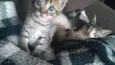Vitório , mel , zoe