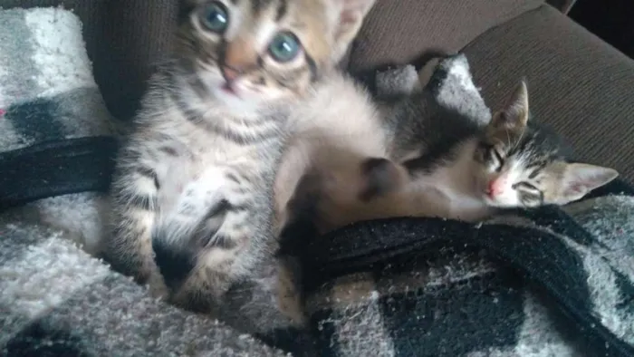 Gato ra a  idade Abaixo de 2 meses nome Vitório , mel , zoe