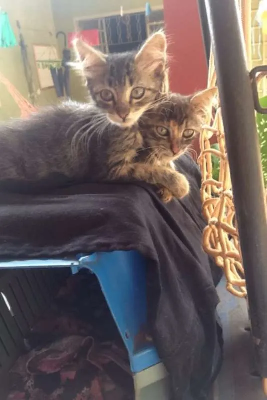 Gato ra a  idade Abaixo de 2 meses nome flor e rosinha