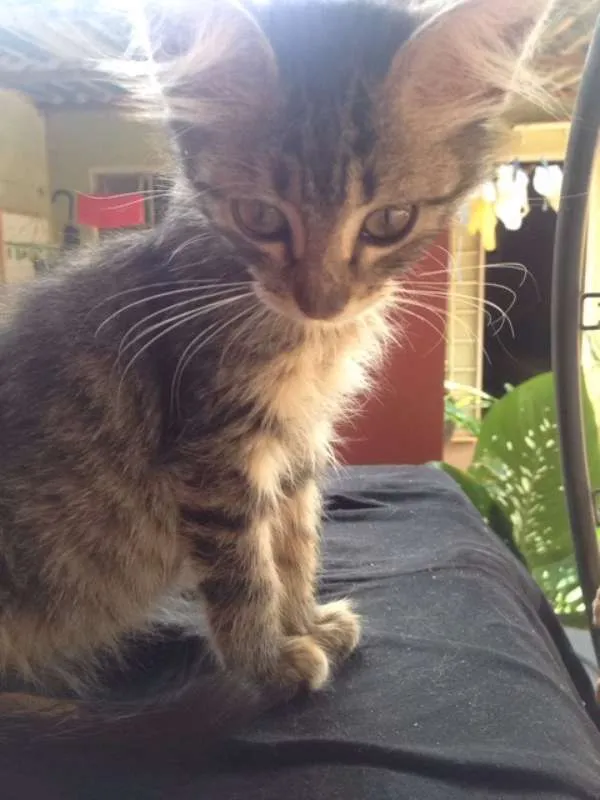 Gato ra a  idade Abaixo de 2 meses nome flor e rosinha