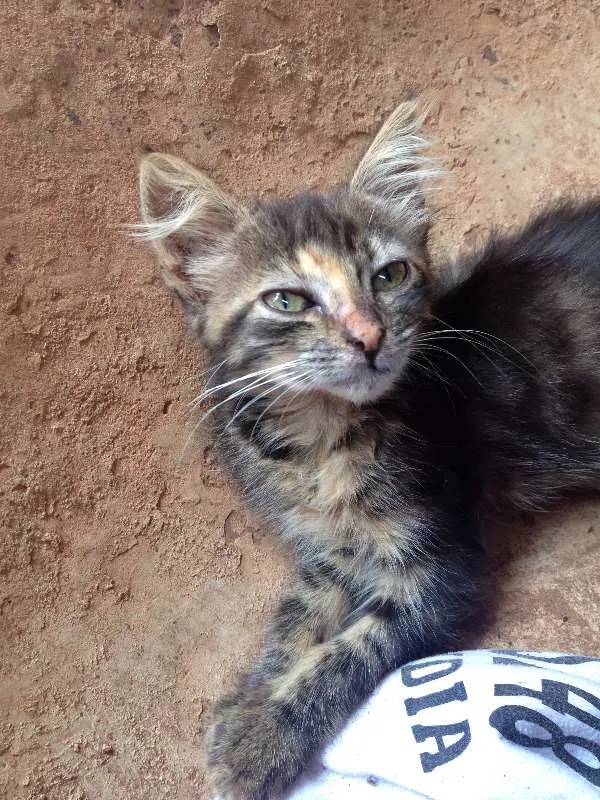 Gato ra a  idade Abaixo de 2 meses nome flor e rosinha