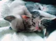 Vitório , mel , zoe