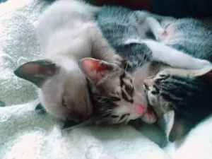 Gato raça  idade Abaixo de 2 meses nome Vitório , mel , zoe